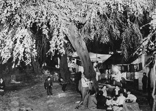 榴ヶ岡公園の夜桜（昭36.4）