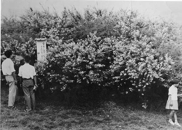 野草園の萩