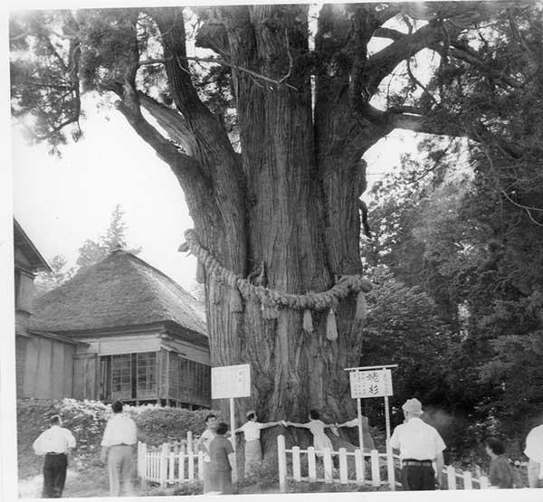 薬師堂の姥杉（築館町）昭34