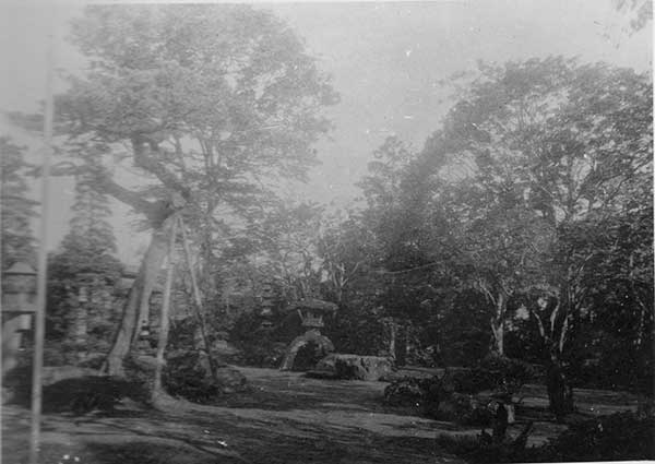 榴ヶ岡公園の桜花