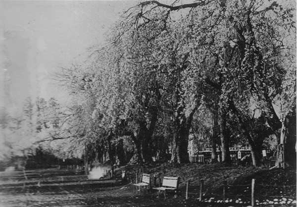 榴ヶ岡公園の桜花