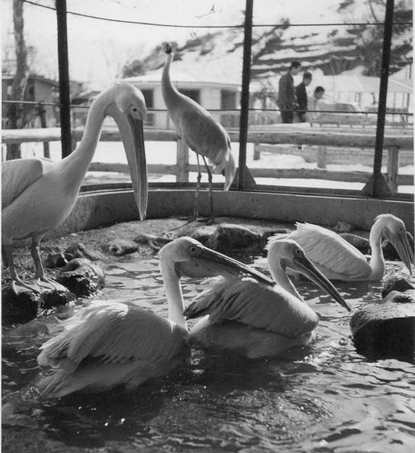 八木山動物公園の動物たち