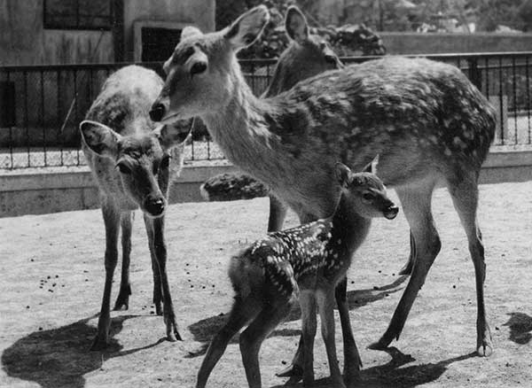 三居沢動物園の鹿