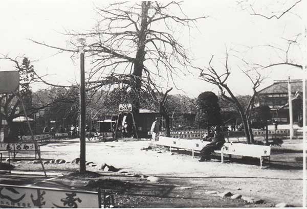 戦災前西公園 イチョウの木（現存）